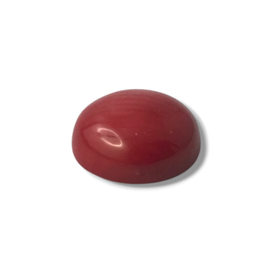 Madrepora rossa